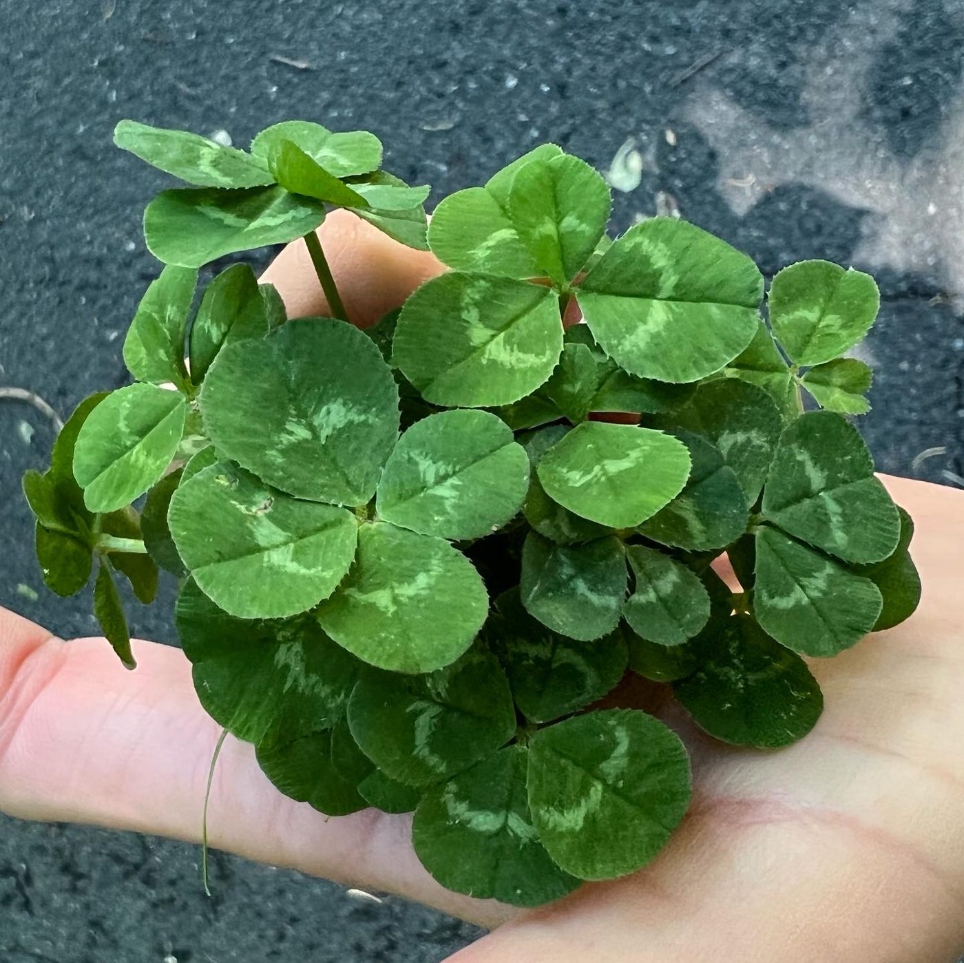 Real pressed four-leaf clovers laid out on cream paper